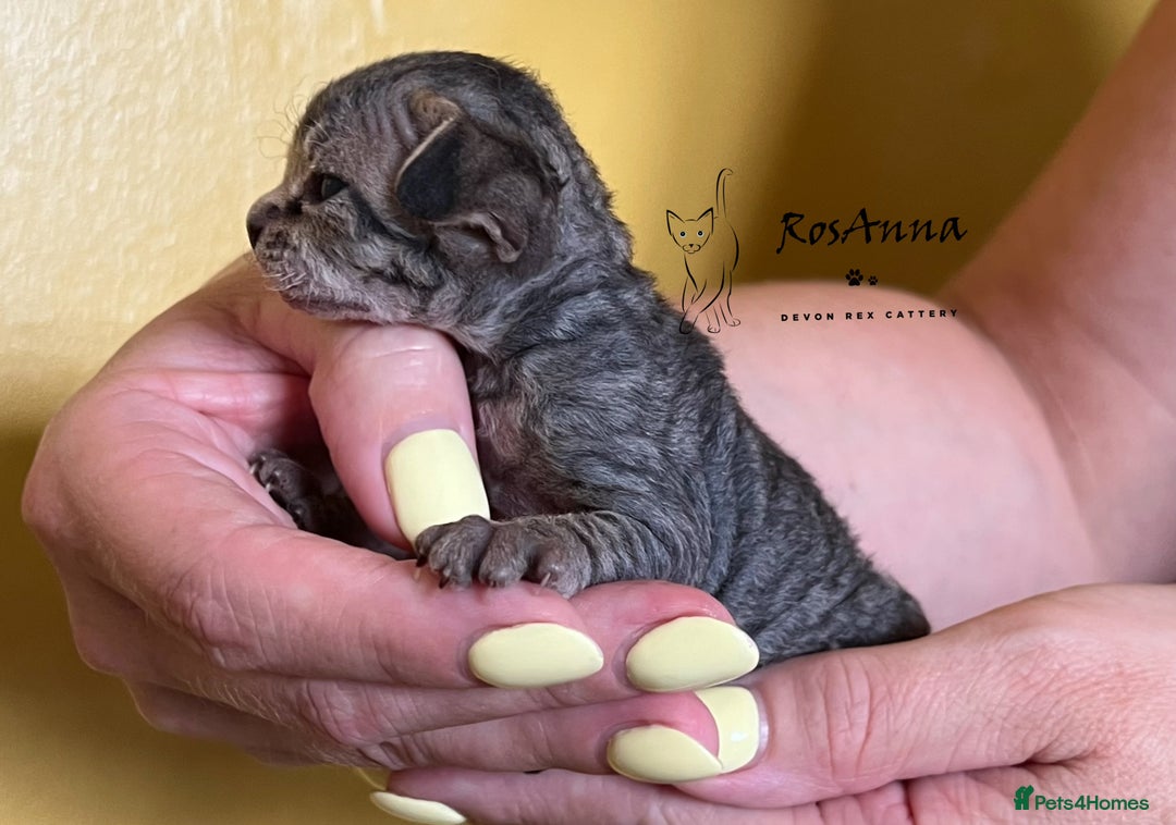 Devon Rex cats for sale: Devon Rex girl, excellent type  - Image 8