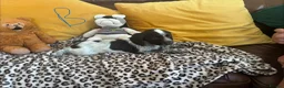 Sprocker dogs for sale: Sprocker spaniel puppies - Advert 7