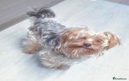 Shorkie dogs for sale: Shorkie puppies for sale - Image 10