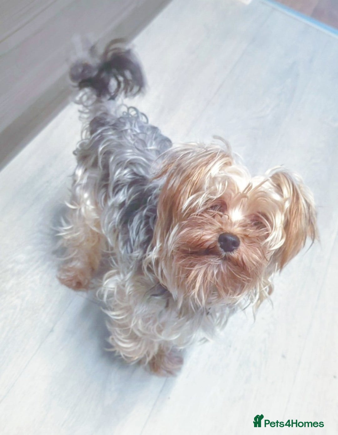 Shorkie dogs for sale: Shorkie puppies for sale - Image 10