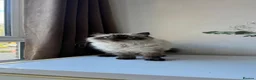 Himalayan cats for sale: 4-Year-Old Himalayan for sale!  - Advert 5