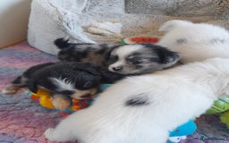 Pomeranian dogs for sale: Fabulous Pom fur babies - Image 3