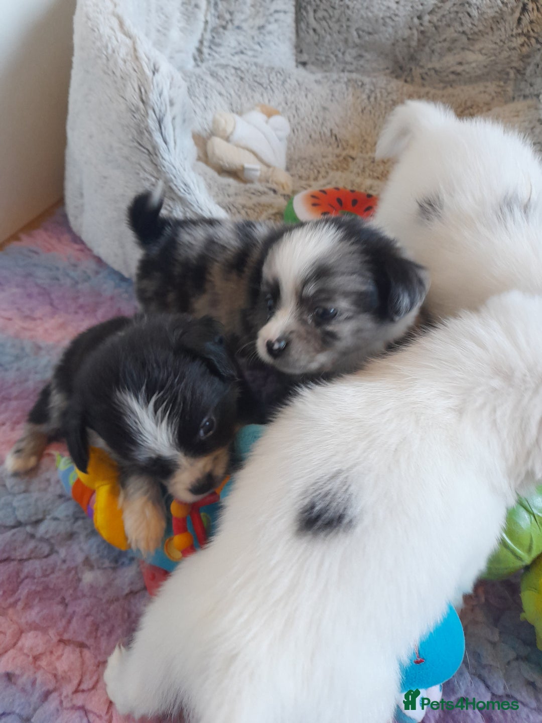 Pomeranian dogs for sale: Fabulous Pom fur babies - Image 3