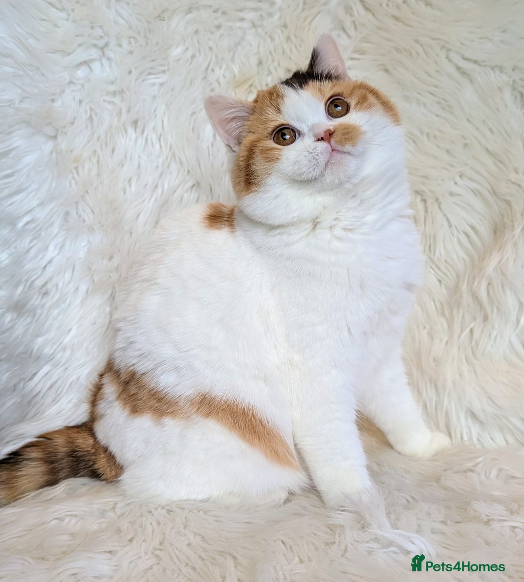 British Shorthair cats for sale: Amazing loving British shorthair kittens  - Advert 16