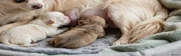 Chihuahua dogs for sale: Amazing Longcoat Apple head Chihuahua Puppies - Advert 29