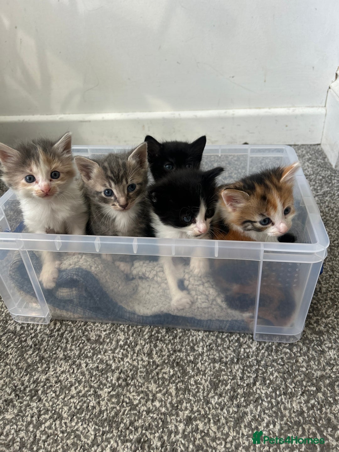 Ragdoll cats for sale: Beautiful kittens mixed colours - Image 4