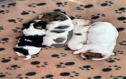 Biewer Terrier dogs for sale: 4 Biewer Terrier Puppies for Sale in Cheshire  - Image 10