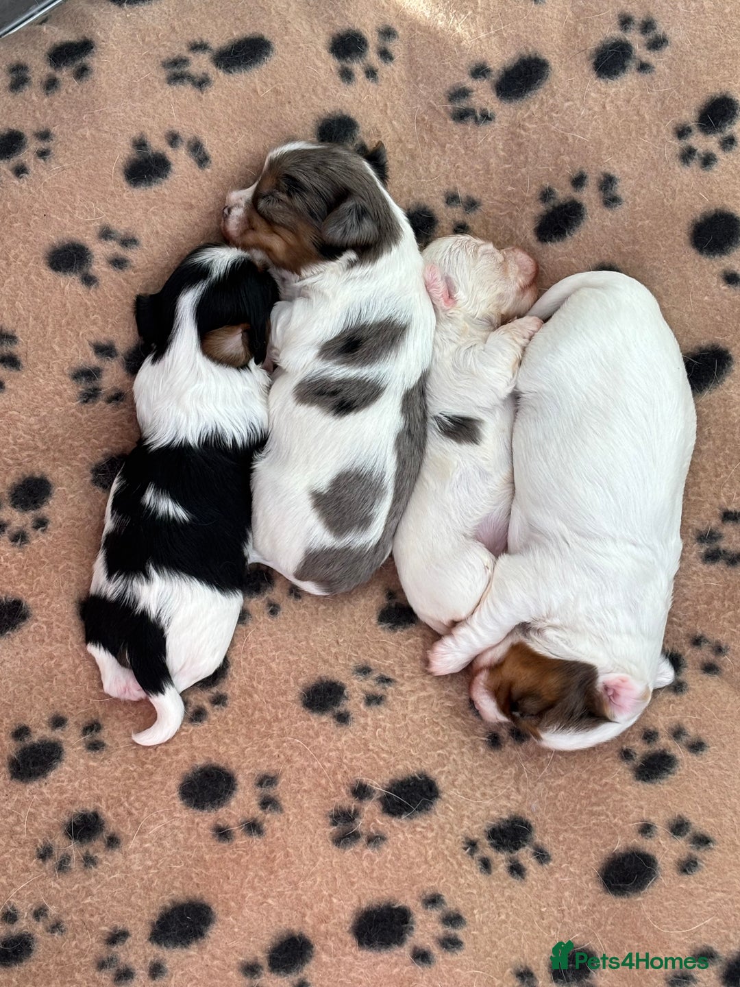Biewer Terrier dogs for sale: 4 Biewer Terrier Puppies for Sale in Cheshire  - Image 10
