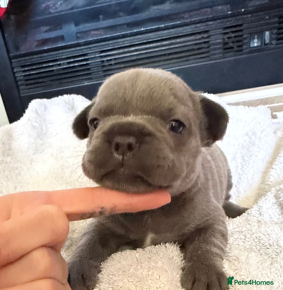 French Bulldog dogs for sale: French bulldog puppies  - Advert 11