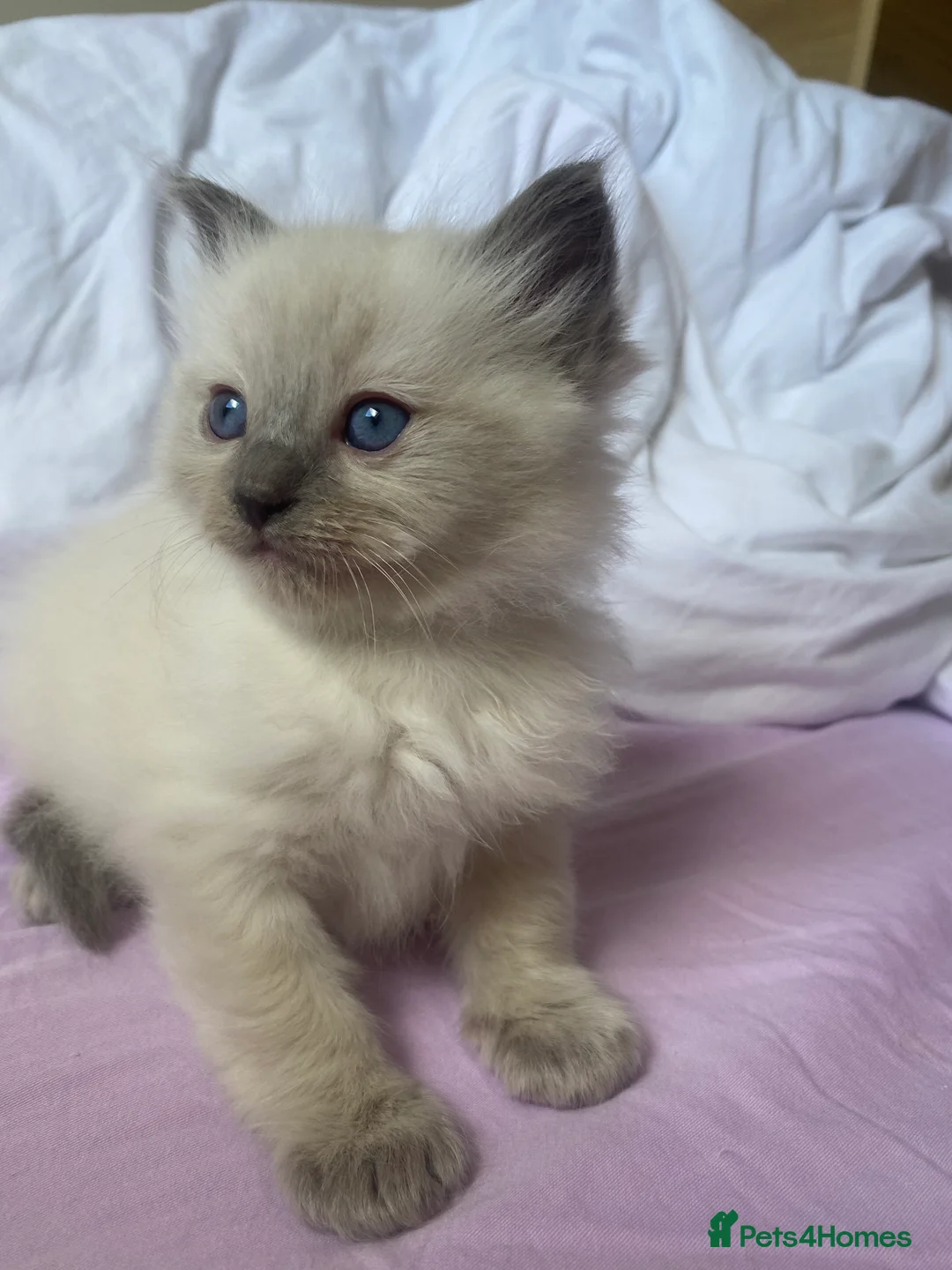 Ragdoll cats for sale: Ragdoll kittens (delivery available) - Advert 12