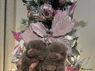 Pomeranian dogs RARE LILAC POMERANIANS - Advert 3