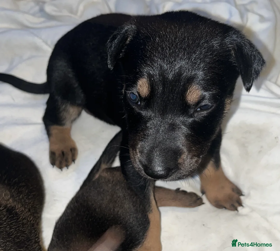 Mixed Breed dogs for sale: Doberman x Malinois x German Shepherd Puppies  - Advert 3
