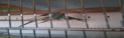 Budgerigars birds for sale: Budgies in Wigan - Advert 3