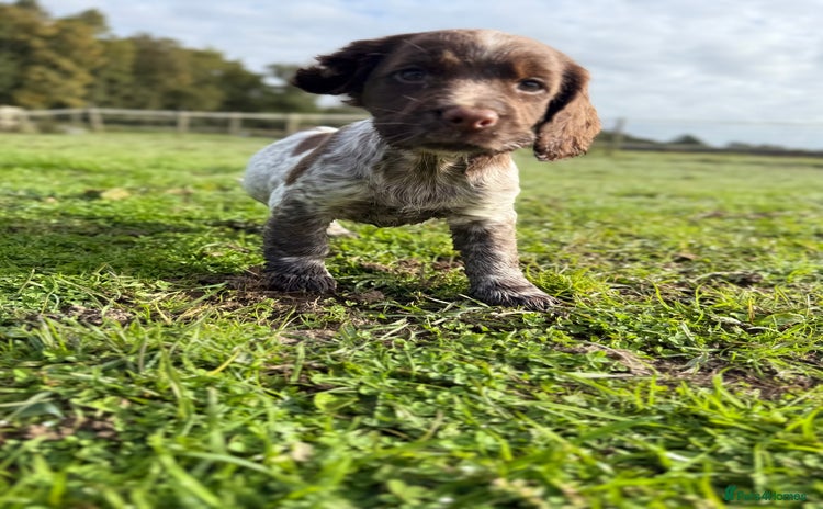 Cocker Spaniel dogs - Advert 12