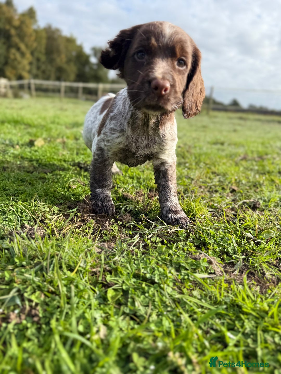 Cocker Spaniel dogs for sale: Extensively Health Tested KC Registered Girl - Image 1