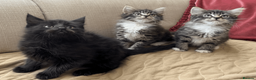 Maine Coon cats for sale: Maine Coon Absolutely Beautiful Kittens For Sale  in London - Advert 11