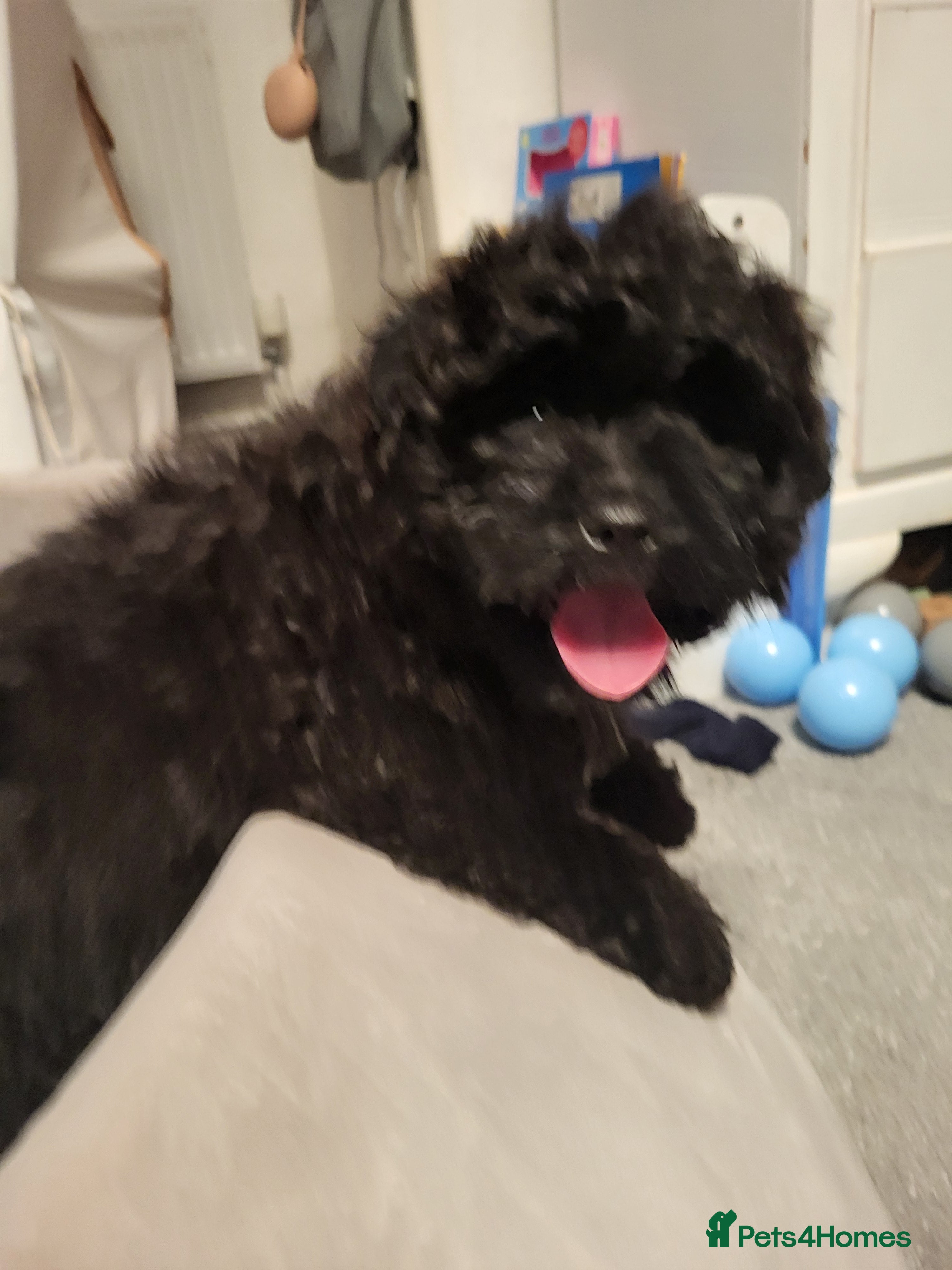 Pomapoo dogs Stunning Pomapoo Boys Looking for Love 🐾 - Advert 1