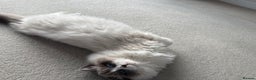 Ragdoll cats for sale: 1 GCCF Ragdoll Blue Point Boy left - Advert 7