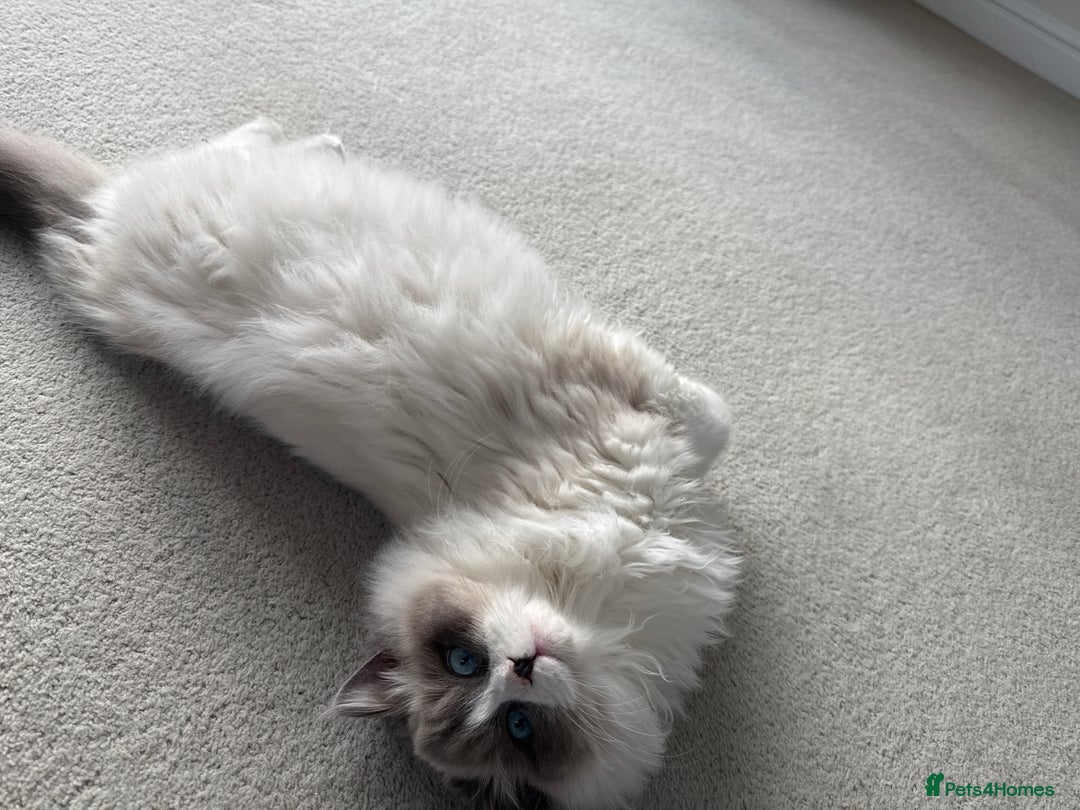 Ragdoll cats for sale: 1 GCCF Ragdoll Blue Point Boy left - Advert 7