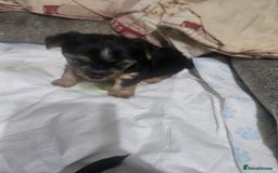 Yorkshire Terrier dogs for sale: Mini Yorkshire terrier  - Image 5