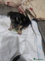 Yorkshire Terrier dogs Mini Yorkshire terrier - Advert 4
