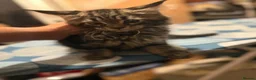 Maine Coon cats for sale: Stunning TICA registered Maine coon kittens 4 left in Doncaster - Advert 9