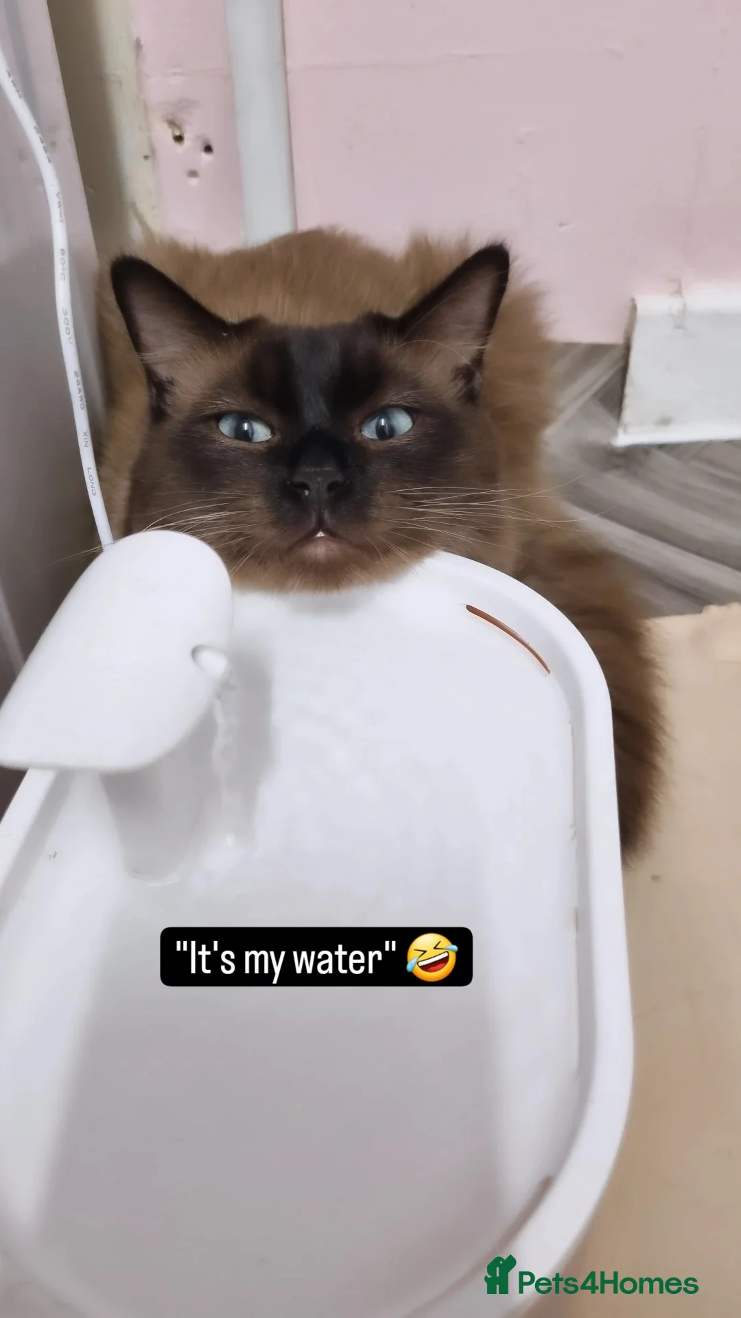 Ragdoll cats for stud: Ragdoll Seal Sepia Stud Genetically Tested 🐾 in London - Advert 20