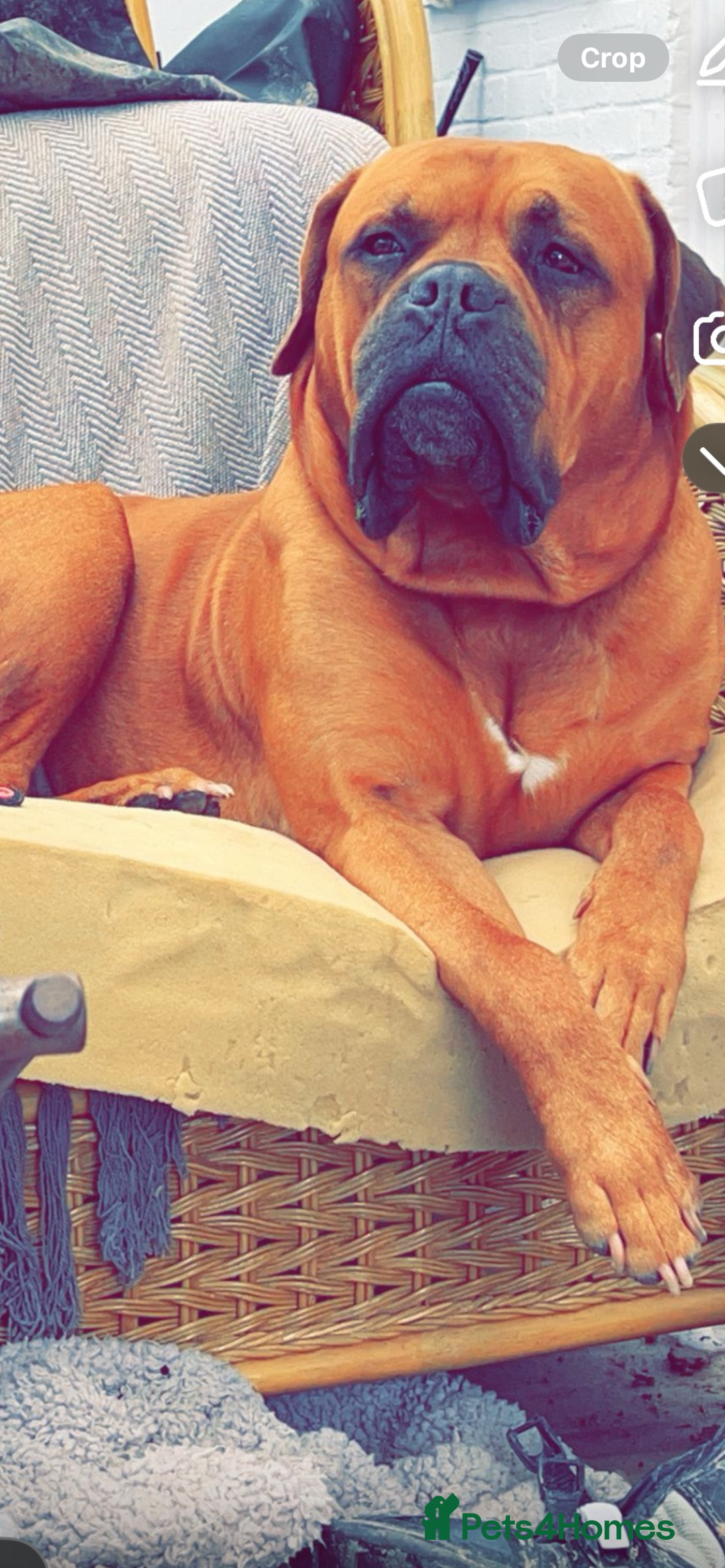 Mixed Breed dogs for sale: Adorable big chunky puppies - Advert 5