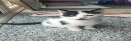 Mixed Breed cats for sale: 4 Beautiful cheeky kittens  - Advert 17