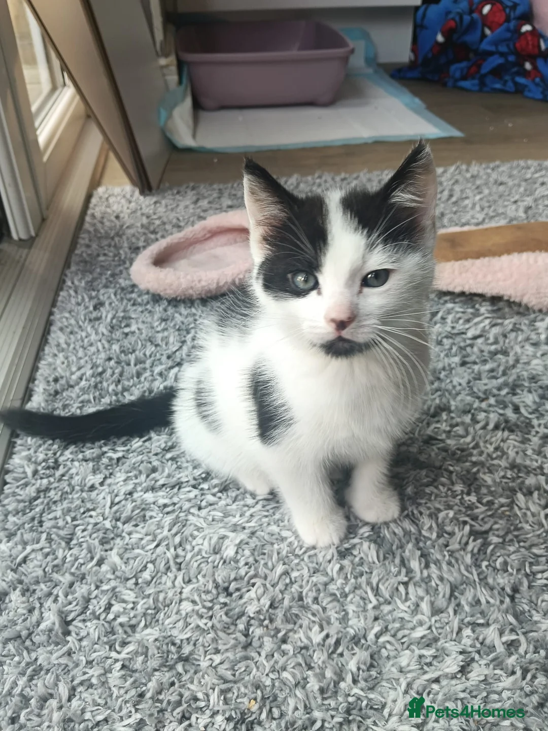 Mixed Breed cats for sale: 4 Beautiful cheeky kittens  - Advert 17