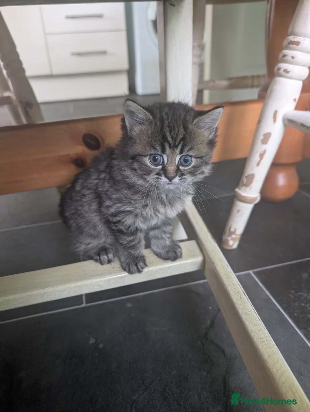 Persian cats for sale: Irresistible Russian Blue Persian Kittens. - Advert 17