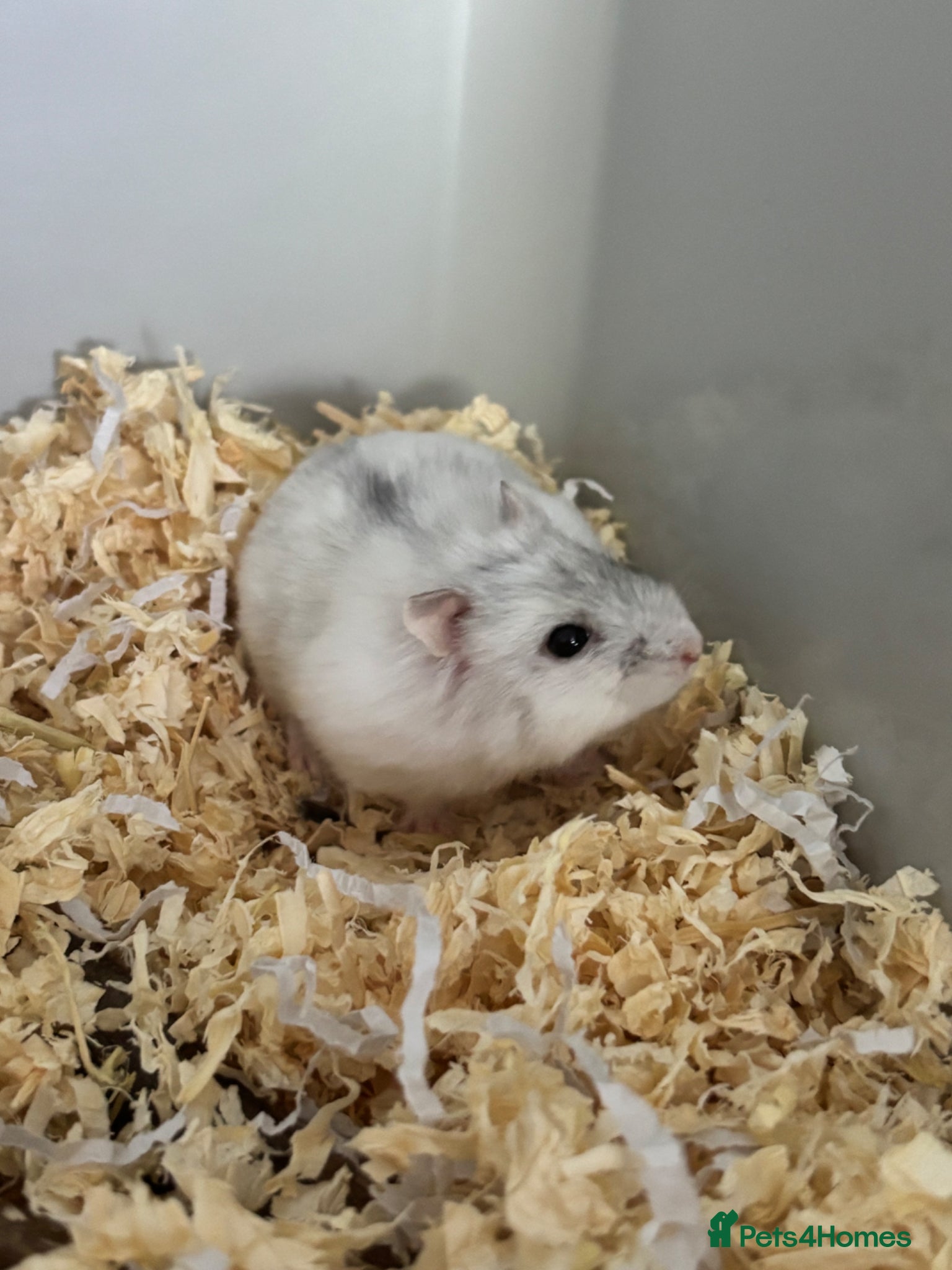Hamster rodents dwarf hamster  - Advert 1