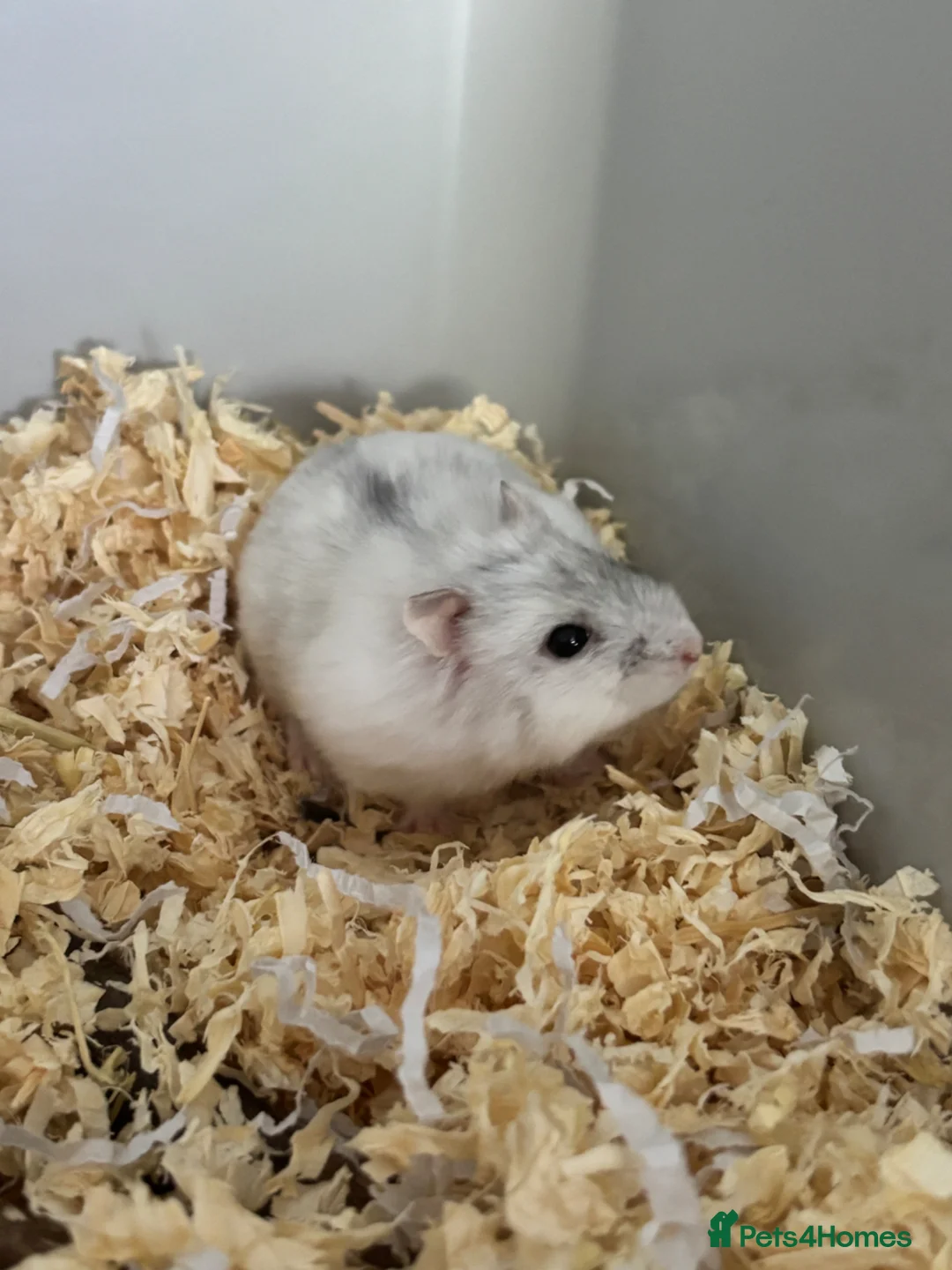 Hamster rodents for sale: dwarf hamster  in Bathgate - Advert 1