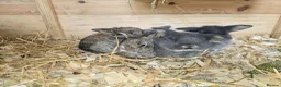 Mini Lop rabbits for sale: Baby lops  in Poole - Advert 8
