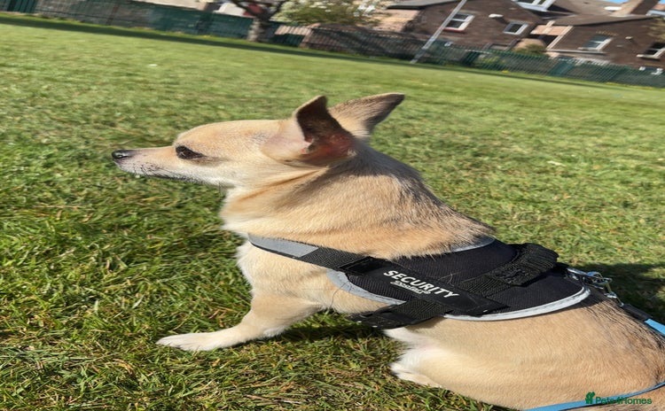 Chihuahua dogs - Advert 1