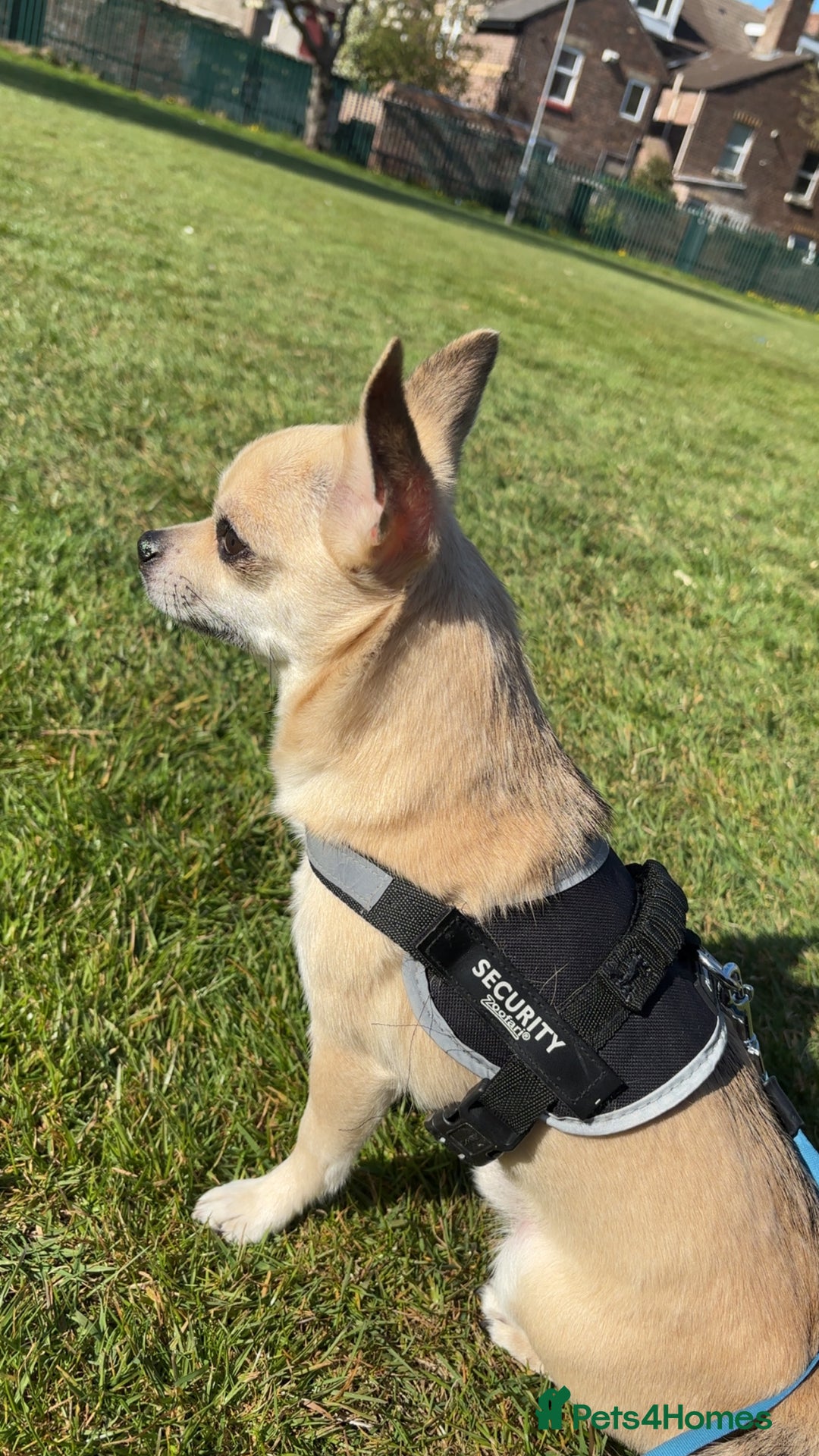 Chihuahua dogs for stud: Buddy - Image 1