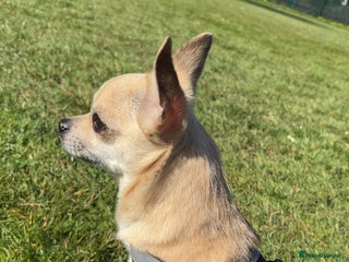 Chihuahua dogs - Advert 1