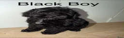 Cockapoo dogs for sale: Beautiful litter of show cockerpoo puppies  - Advert 3