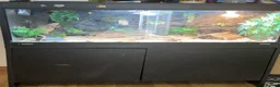 Bearded Dragon reptiles for sale: Female bearded dragon with vivarium  - Advert 4