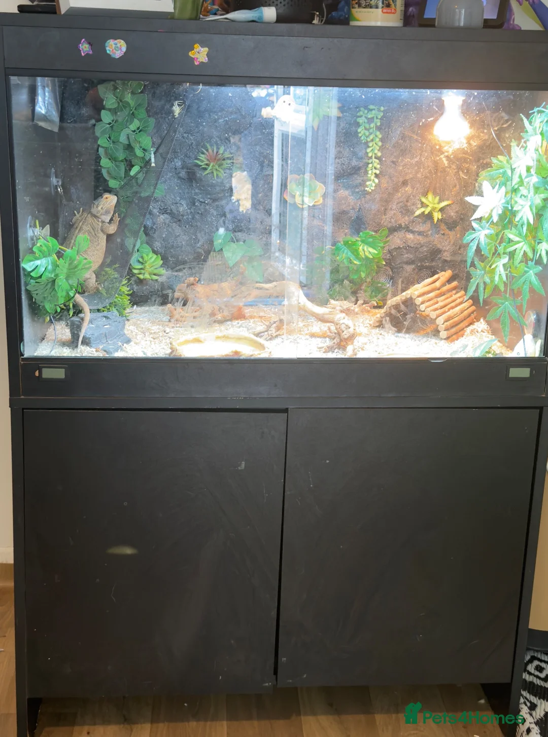 Bearded Dragon reptiles for sale: Female bearded dragon with vivarium  - Advert 4