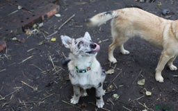 Mixed Breed dogs for adoption: 💙🐶 NICK AND MAILY 🐶💖 - Image 24