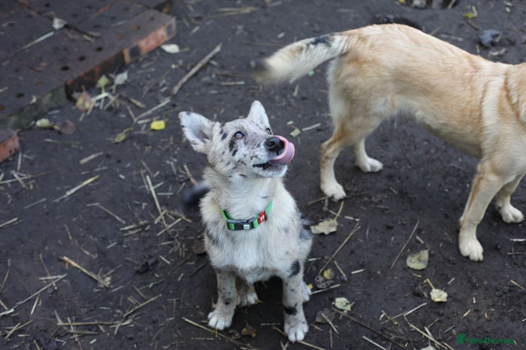 Mixed Breed dogs for adoption: 💙🐶 NICK AND MAILY 🐶💖 - Image 24