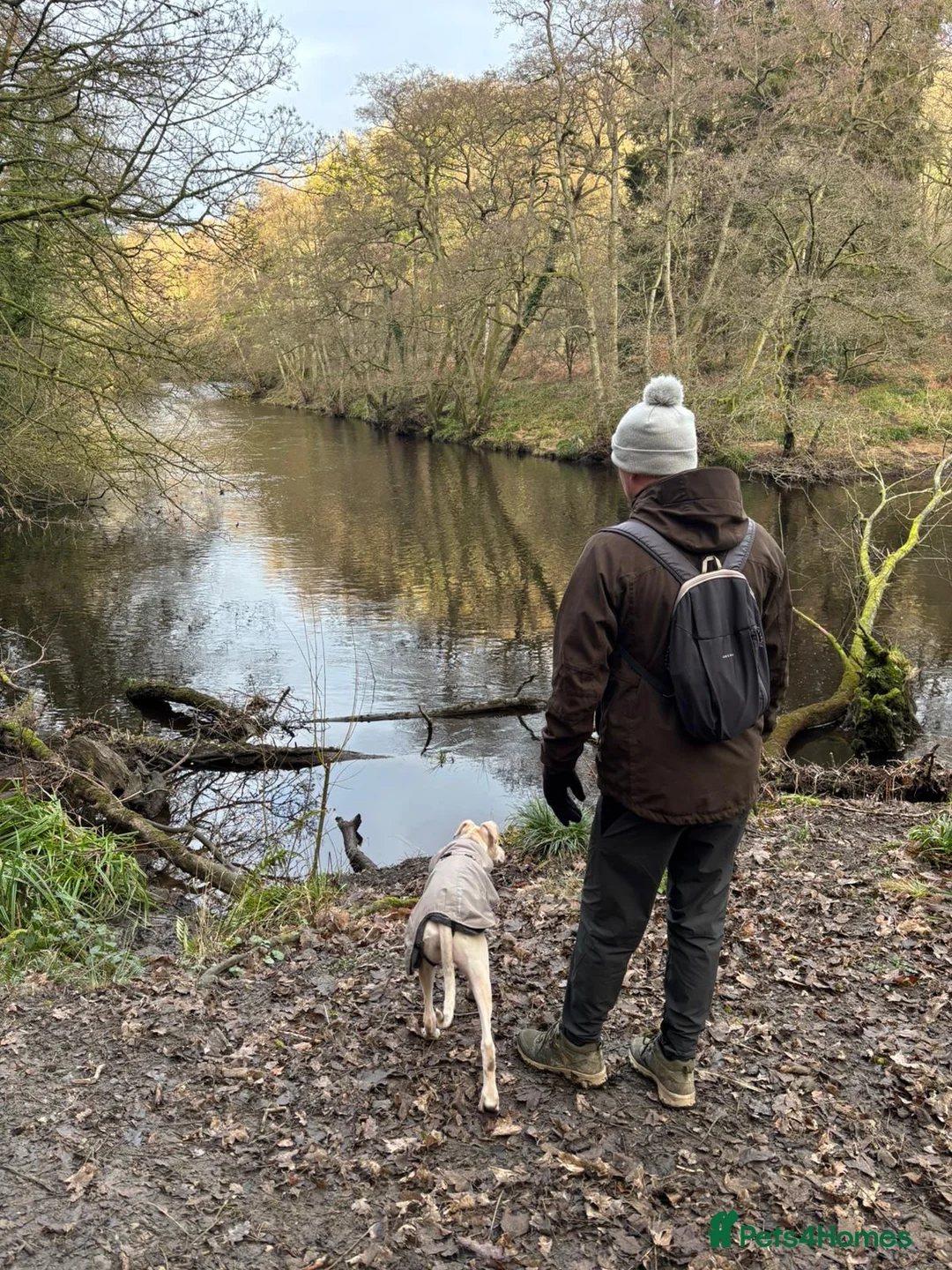 Lurcher dogs for sale: Absolutely stunning lurcher  - Advert 5