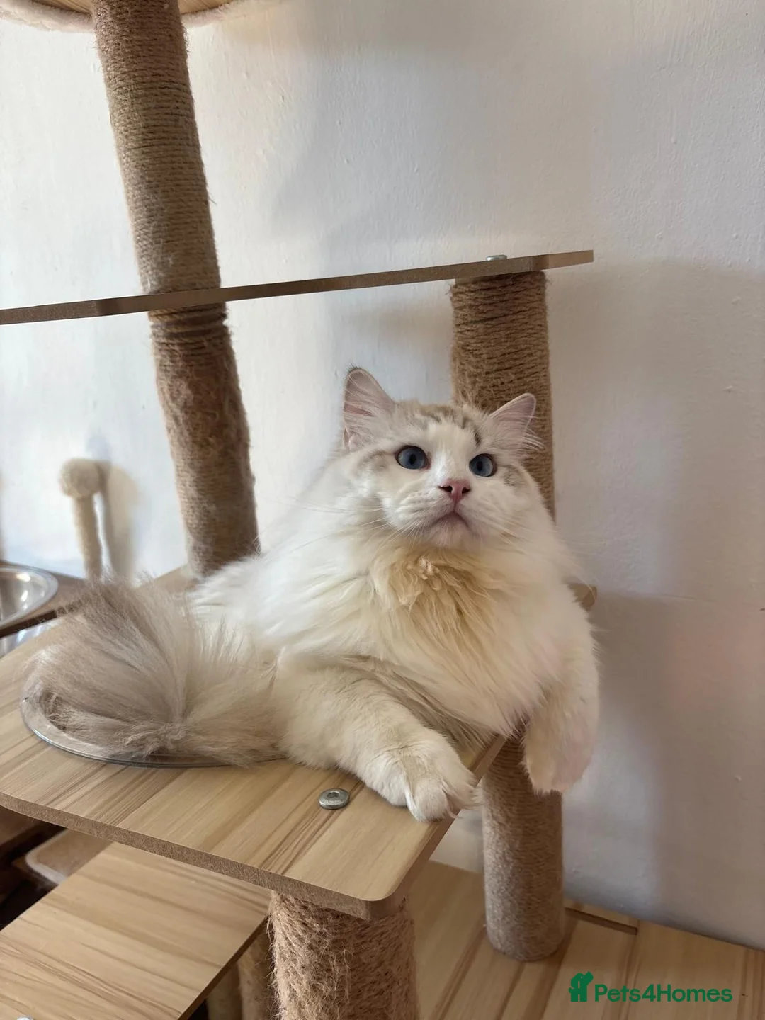 Ragdoll cats for stud: Ragdoll stud - Advert 10