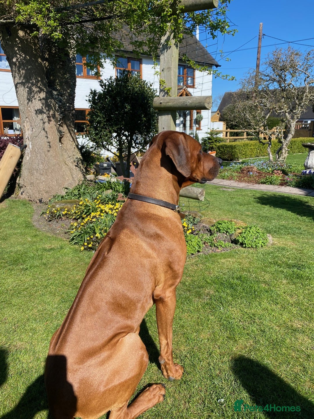 Rhodesian Ridgeback dogs for sale: Skyleridge Ridgebacks  - Advert 3