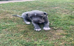 Italian Greyhound dogs for sale: Italian greyhound puppy’s  - Image 7