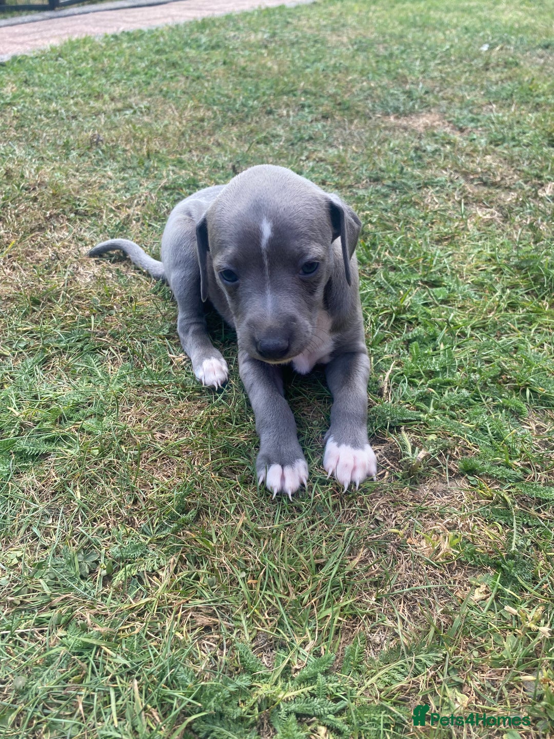 Italian Greyhound dogs for sale: Italian greyhound puppy’s  - Image 7