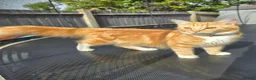 Mixed Breed cats for sale: 2 x beautiful ginger/beige boy kittens 🐱🐱❤️ in Basingstoke - Advert 14