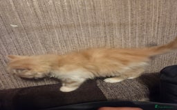 Scottish Fold cats for sale: !1 LEFT! BEAUTIFUL SCOTTISH FOLDS FOR SALE - Image 27