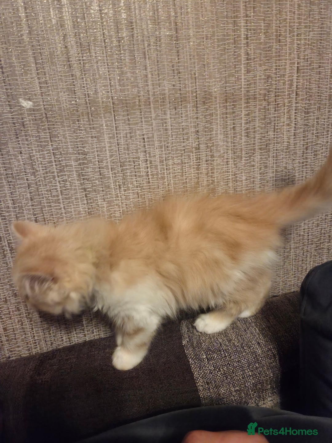 Scottish Fold cats for sale: !1 LEFT! BEAUTIFUL SCOTTISH FOLDS FOR SALE - Image 27